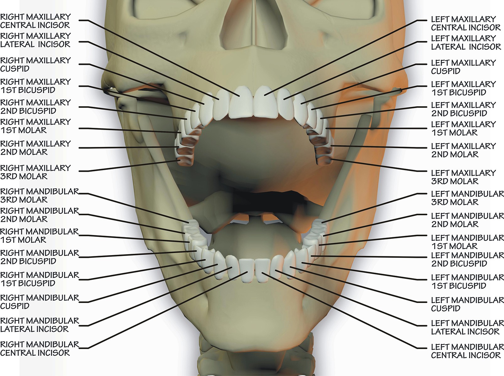 Difference Between Maxillary And Mandibular Molars